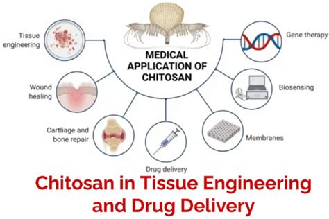  Chitosan: Une Substance Miracle Pour La Biocompatibilité et Les Applications Médicales Innovantes !