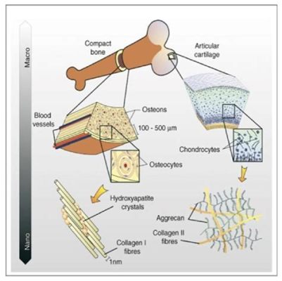  Hydroxyapatite: Nanoparticules révolutionnaires pour l’ingénierie tissulaire et la régénération osseuse !