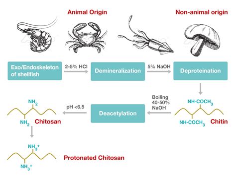  Chitosan: Versatiles Applications dans le Domaine Médical et l'Agriculture Durable !